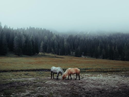 Нетфликс истоки крови Эйли Файл