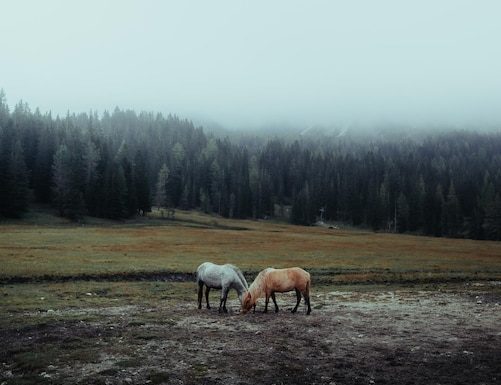Нетфликс истоки крови Эйли Файл