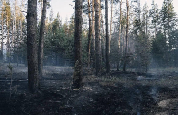 В Казахстане вспыхнул второй за день крупный лесной пожар